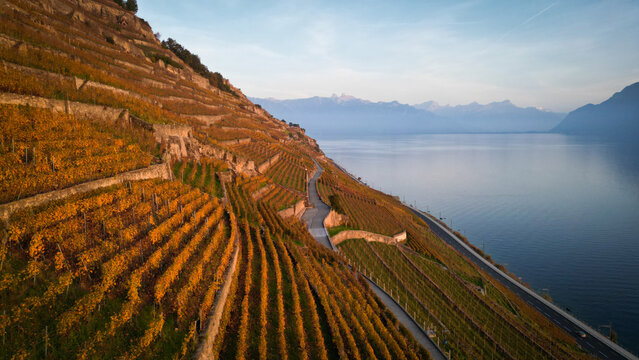 Aerial view of golden vineyards cascade down the terraced slopes towards the shimmering lake, framed by distant mountains, Bourg-en-Lavaux, Vaud, Switzerland.