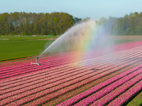 Aerial view of a vibrant rainbow arcing through the spray of an irrigation system watering rows of pink flowers, Sint Maartensvlotbrug, North Holland, Netherlands.