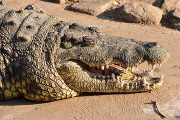 Obraz premium Crocodile portrait