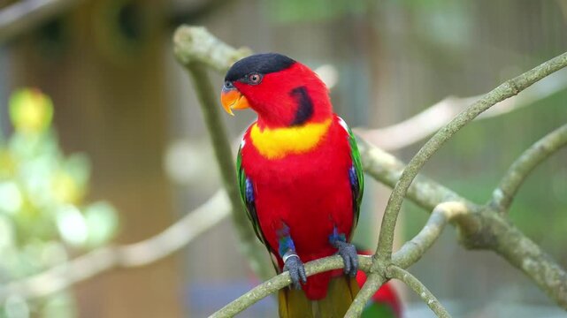 A Yellow-bibbed lory (lorius chlorocercus) perches on the branch, spreads its wings and fly away, close up shot.