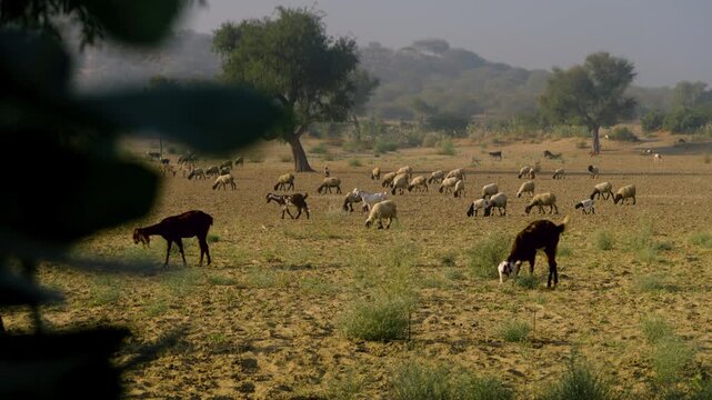 Static slow motion shot partially framed by a tree showing colorful, long-eared goats feeding in a field in Tharparkar, Sindh. Hazy sunny afternoon in rural Pakistan.