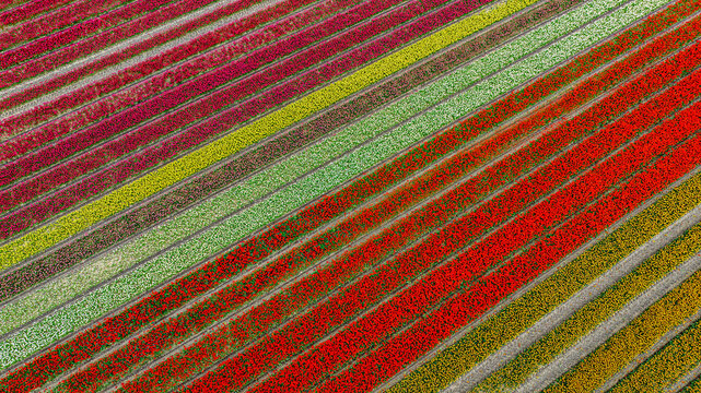 Aerial view of vibrant tulip fields create a textured tapestry of colors, a symphony of nature's artistry, Hem, North Holland, Netherlands.