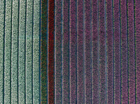 Aerial view of the vibrant tulip fields create a stunning tapestry of colors stretching across the landscape, Hem, North Holland, Netherlands.