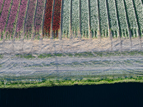 Aerial view of vibrant rows of tulips create a patchwork of colors stretching across the landscape, Hem, North Holland, Netherlands.