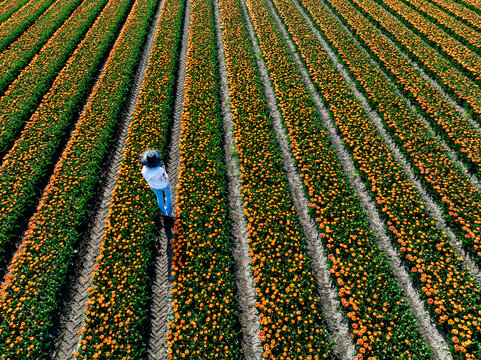 Aerial view of a solitary figure amidst vibrant rows of orange flowers, a captivating dance of color and texture in the fields, Benningbroek, Noord-Holland, Netherlands.
