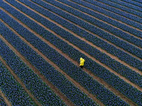 Aerial view of a person in a bright yellow raincoat walking through rows of blue flowers in a field, Benningbroek, Noord-Holland, Netherlands.
