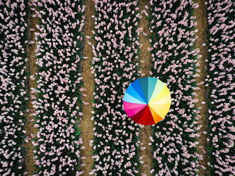 Aerial view of a vibrant umbrella amidst rows of pastel pink flowers, creating a striking contrast of colors and textures, Benningbroek, Noord-Holland, Netherlands.