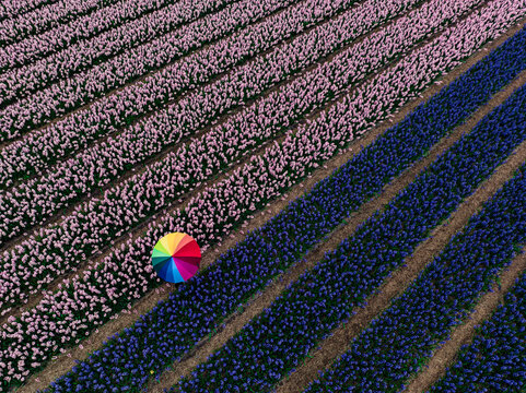 Aerial view of a person with a rainbow umbrella standing in a field of purple and blue flowers creating a striking visual contrast, Benningbroek, Noord-Holland, Netherlands.