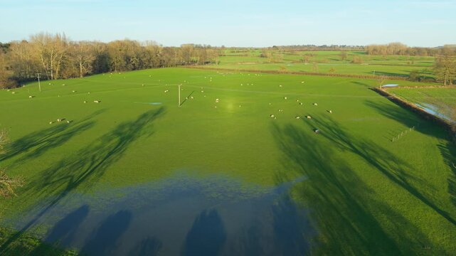 Pastoral sheep grazing across lush green farmland near reflective rural pond. Agricultural meadow landscape supporting livestock farming agribusiness animal husbandry. Aerial countryside view with