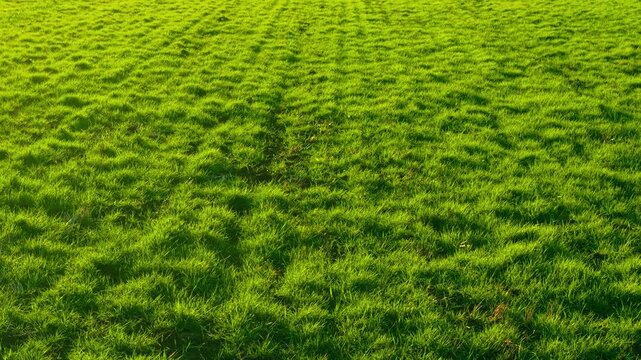 Rolling endless pasture with dense green grass across farmland. Natural fodder field used for livestock grazing and hay production. Rural agribusiness landscape illuminated by warm evening sunlight