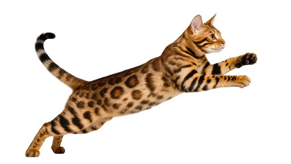 Bengal cat with striking spotted and striped fur, captured mid-air in a leap, an isolated domestic feline showcasing agility and energy © Lukas