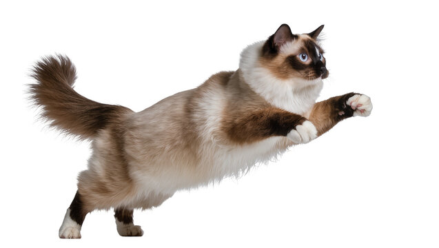 Energetic seal point Ragdoll cat with striking blue eyes captured mid-air, gracefully leaping and playing, isolated on transparent background, a dynamic feline portrait