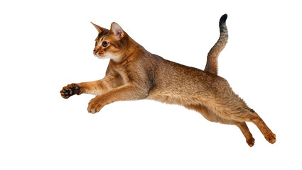 Dynamic Abyssinian cat captured mid-air, a graceful feline leaping with energy, isolated on transparent background, perfect for pet-themed designs PNG © Lukas