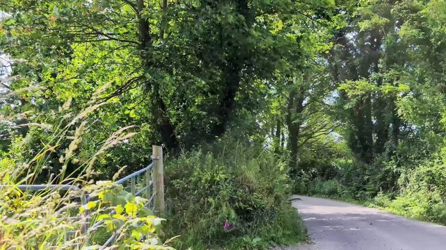 Driving car with lush green foliage and wildflowers line a winding road in the Irish countryside, showcasing vibrant vegetation and natural beauty in a serene rural setting