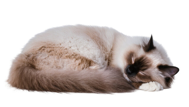Peaceful Birman cat sleeping soundly, curled up with its face resting on a paw, isolated PNG on transparent background, perfect for pet-themed designs