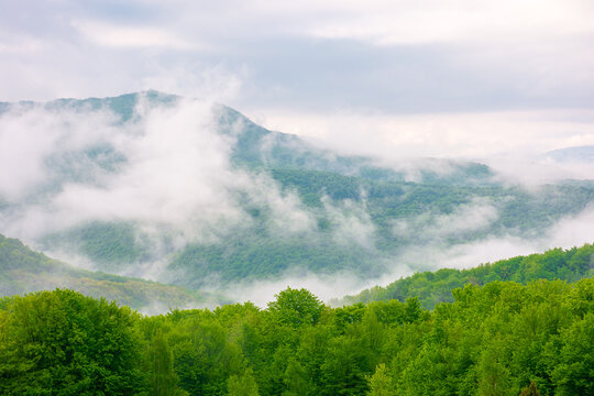 carpathian mountain landscape on a foggy morning during spring. scenic view of distant valley in morning light for outdoor adventure background. green alpine countryside scenery with forest on a slope