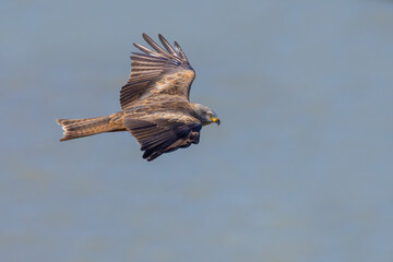 Fototapeta premium Black Kite flying over the lake