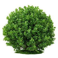 Obraz premium Green bush in garden setting showing lush foliage and vibrant growth during summer