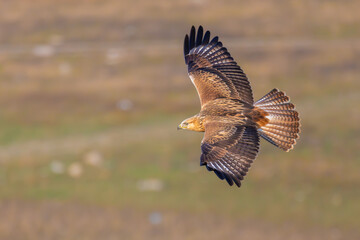 Fototapeta premium Long-legged Buzzard flying low