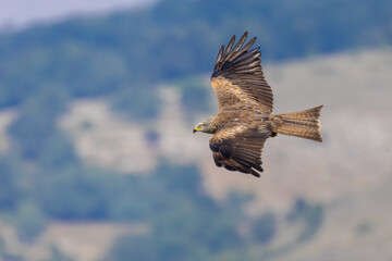 Fototapeta premium Black Kite on the sky