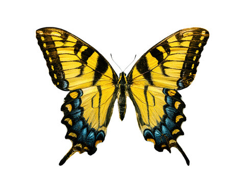 Eastern tiger swallowtail butterfly papilio glaucus isolated on white