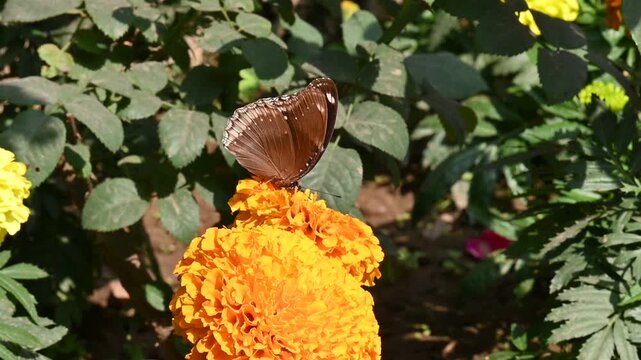 Hypolimnas bolina butterfly sitting on an orange marigold. Its common name is&nbsp;great eggfly, common eggfly,&nbsp;varied eggfly and&nbsp;blue moon butterfly. It is a species of&nbsp;nymphalid&nbsp;butterfly. Slow motion.