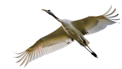 Fototapeta premium Majestic Red-crowned Crane in graceful flight, wings spread wide, a beautiful avian spectacle isolated PNG on transparent background