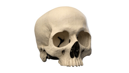 Obraz premium Detailed human skull, an anatomical study of the cranium, isolated on transparent background, perfect for medical education and Halloween designs PNG