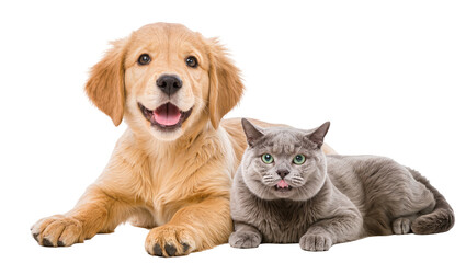 Adorable golden retriever puppy and a fluffy British Shorthair cat lying together, isolated on transparent background, friendly pets for animal companionship concepts PNG © Piotr