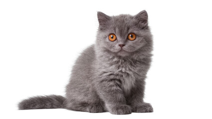 Charming fluffy grey British Shorthair kitten with bright orange eyes, sitting attentively, looking at camera, isolated PNG on transparent background © Piotr