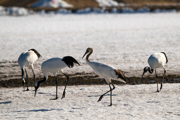 Fototapeta premium Grue du Japon