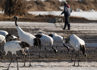 Fototapeta premium Grue du Japon