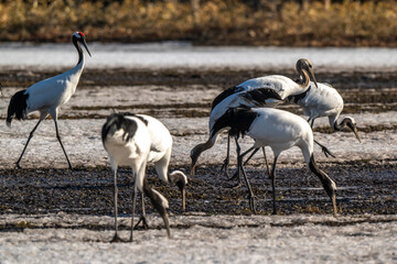 Fototapeta premium Grue du Japon