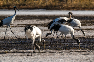 Fototapeta premium Grue du Japon