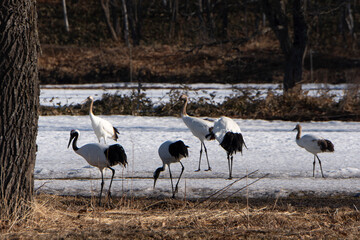 Fototapeta premium Grue du Japon
