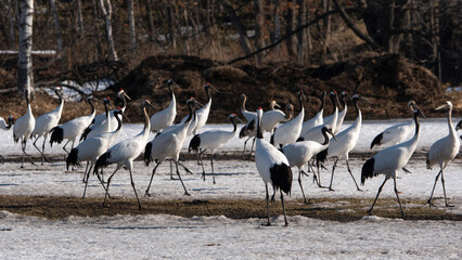 Fototapeta premium Grue du Japon