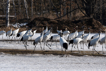 Fototapeta premium Grue du Japon
