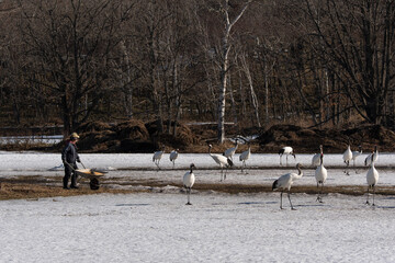 Fototapeta premium Grue du Japon