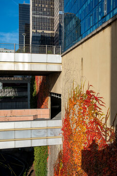 Modern urban building facade covered with ivy leaves in autumn color showing texture and architecture as background with clean copy space template