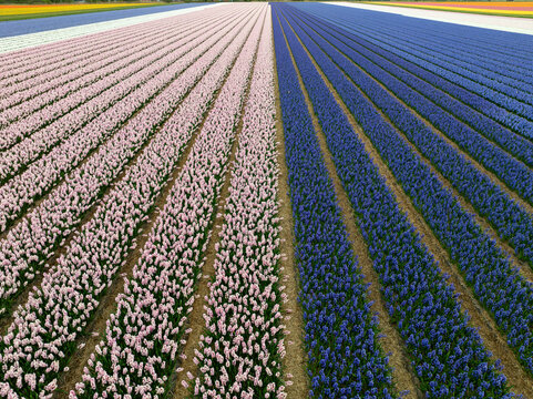 Aerial view of vibrant, parallel fields bursting with pink and blue blooms creating a stunning contrast against the earth, Oostwoud, North Holland, Netherlands.