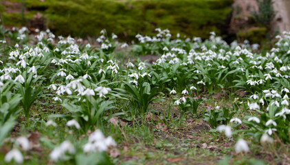 Obraz premium Spring garden. Galanthus woronowii, the green snowdrop or Woronow's snowdrop - a beautiful meadow of white, delicate flowers on woodland floor.