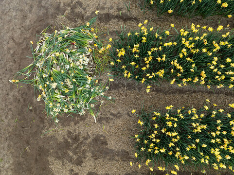 Aerial view of vibrant yellow daffodils and contrasting white flowers bloom in neat rows across the fields, Oostwoud, North Holland, Netherlands.
