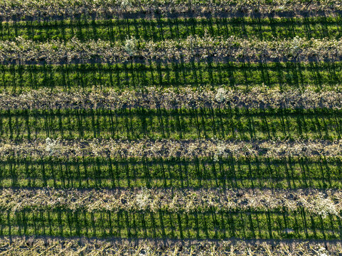 Aerial view of a neatly aligned agricultural field casting stark shadows, showcasing the vibrant green crops against the dark lines, Hem, North Holland, Netherlands.