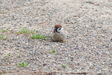 初夏　自然　風景　鳥 © mono31.u 