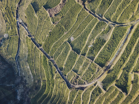 Aerial view of terraced fields cascade down the slopes, a symphony of green and gold under the sun's embrace, Sistelo, Viana do Castelo, Portugal.