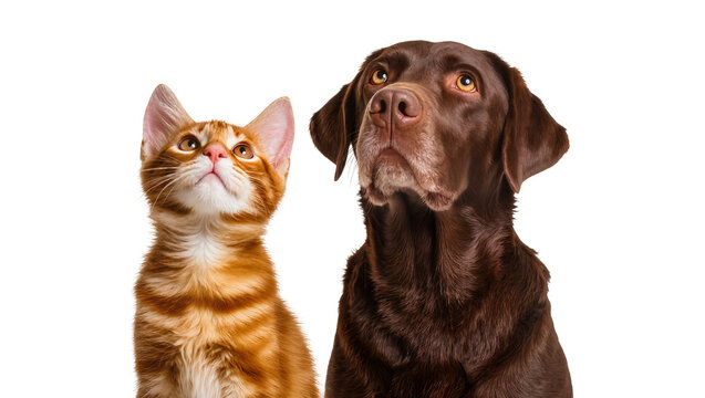 Adorable orange tabby kitten and a loyal brown Labrador retriever dog looking up, side-by-side, isolated studio shot PNG for pet-themed designs