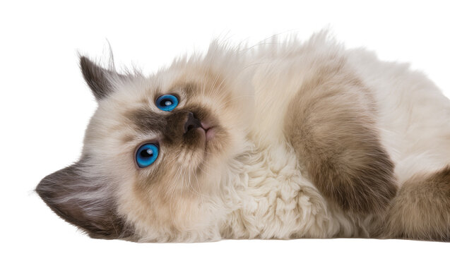 Adorable Ragdoll kitten with captivating blue eyes, playfully lying on its back and looking up, isolated PNG on transparent background, perfect for pet-themed designs