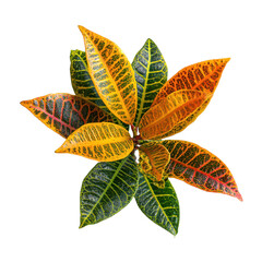 Naklejka premium Colorful leaves from a croton plant arranged in a circle on a white background showing green, yellow, and orange hues