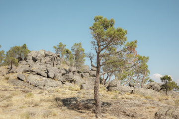 Resilient pine trees grow among a cluster of large, weathered granite boulders on a dry mountainside in Serra da Estrela. Stock photo © Timur Abasov