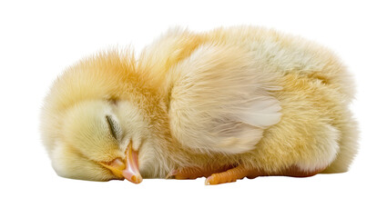 A cute, fluffy yellow baby chick sleeping peacefully, curled up in a relaxed pose, isolated on transparent background, perfect for spring and Easter designs © Marta